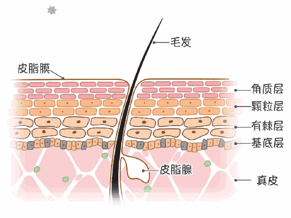 可溶性膠原護膚功效_護膚膠原可溶性品作用是什么_可溶性膠原在護膚品的作用